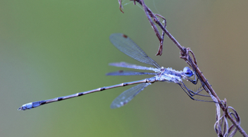 Lestes vidua, male